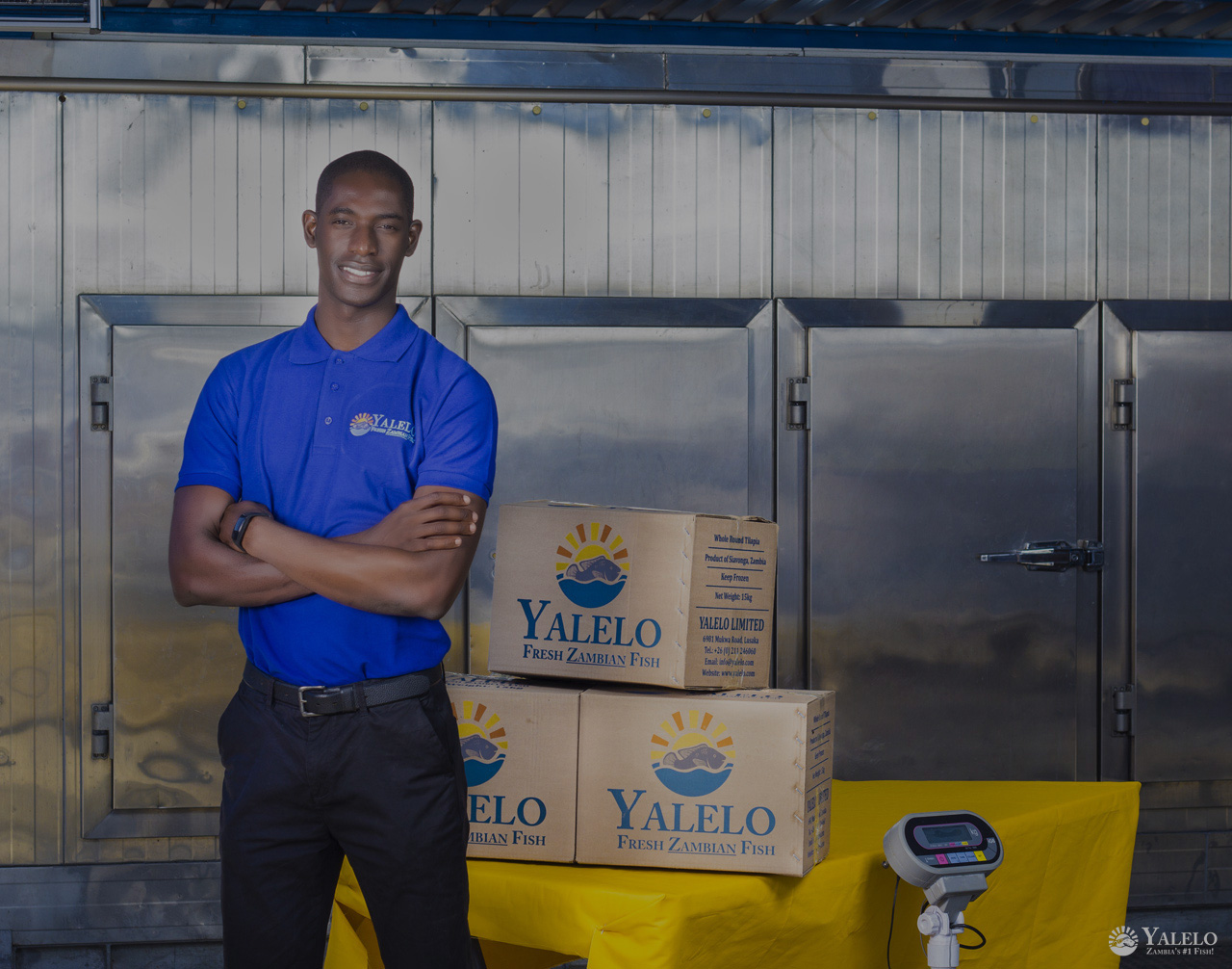 Contact Us Yalelo Zambia